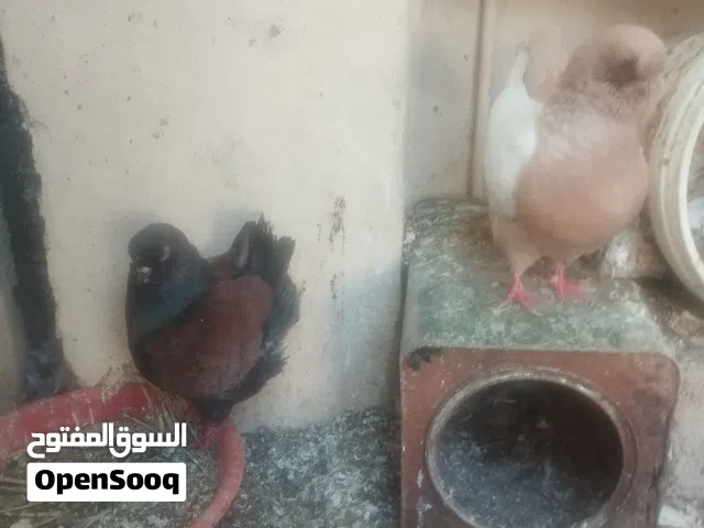 كوبيه كينقي بودينه