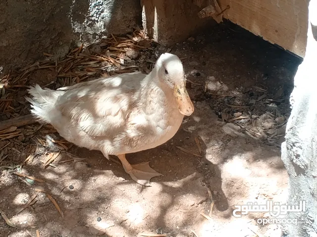 بط دجاج بط