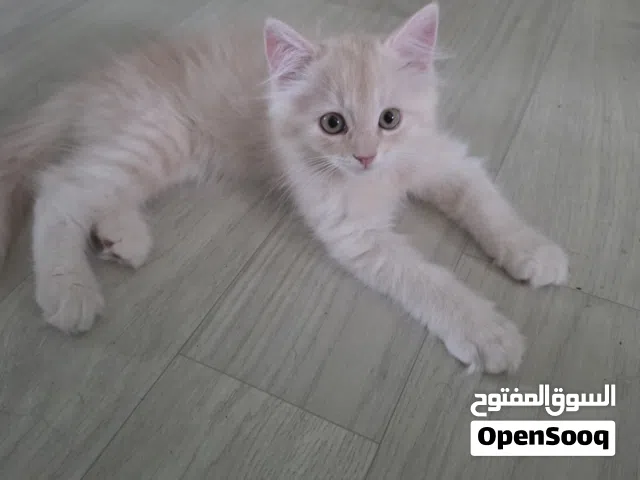 قطط شيرازي للبيع عمر شهرين و نصف