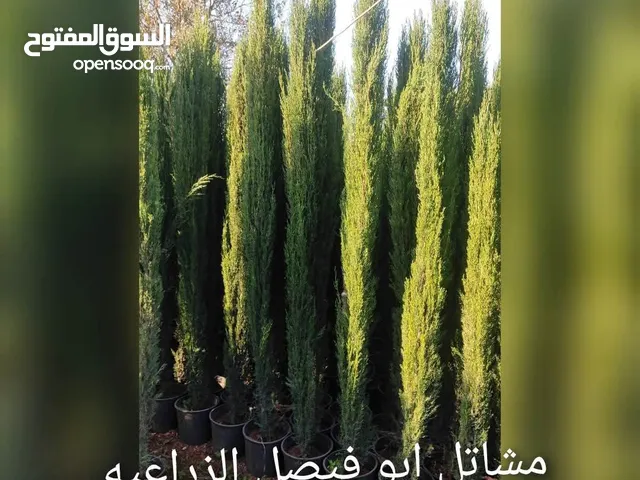 اشجار الايطالي الاصلي