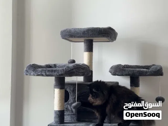 بيت جميل للقطط