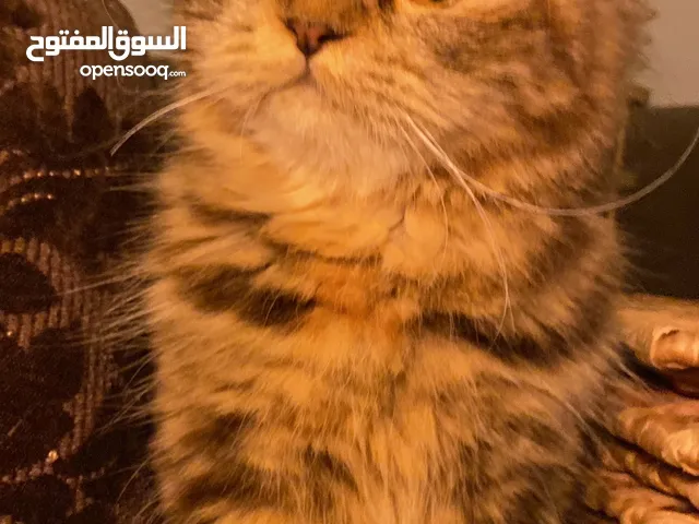 Persian Tabby Free Adoption