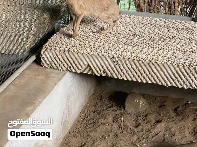 أرانب برية للبيع