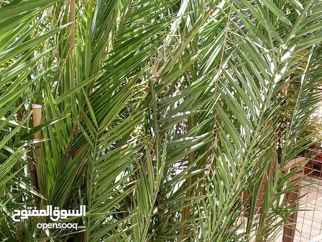 نخلة مقزمة مثمرة للبيع
