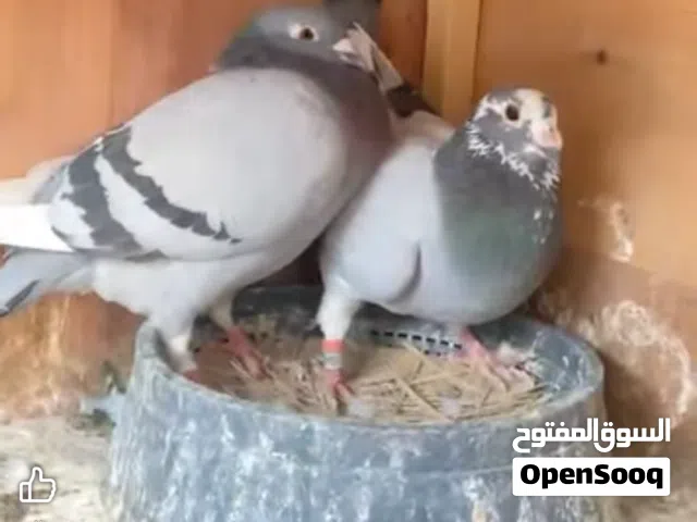 السلام عليكم مطلوب ... مطلوب زواجل مالتزريك امايات زوج ب5 العنده لا يقصر بالبصره
