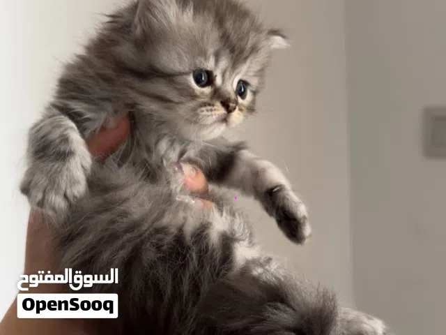 قطط سيامي شيرازي