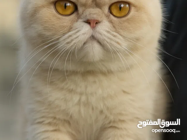 قط شيرازي مكس