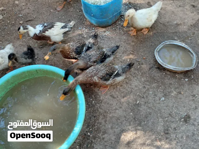 بط بكيني عمر 4 شهور ابيض واسود عدد  5 للبيع...