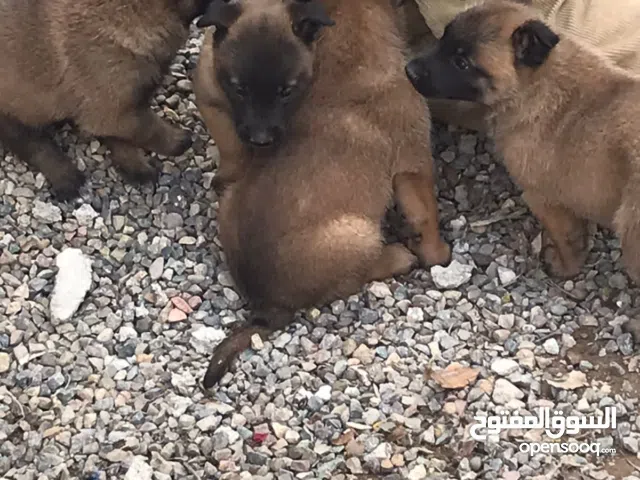 Malinois charbonnier pur race