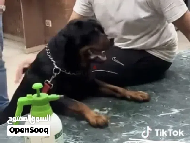 كلب روتوايلر للبيع او البدل