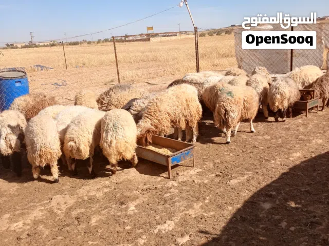 بسم الله ماشاء الله يوجد خرفان صلات النبي اعمار فوق 8 شهور اوزان من 30 لا 50 + عبر اعمار فوق 8 شهور