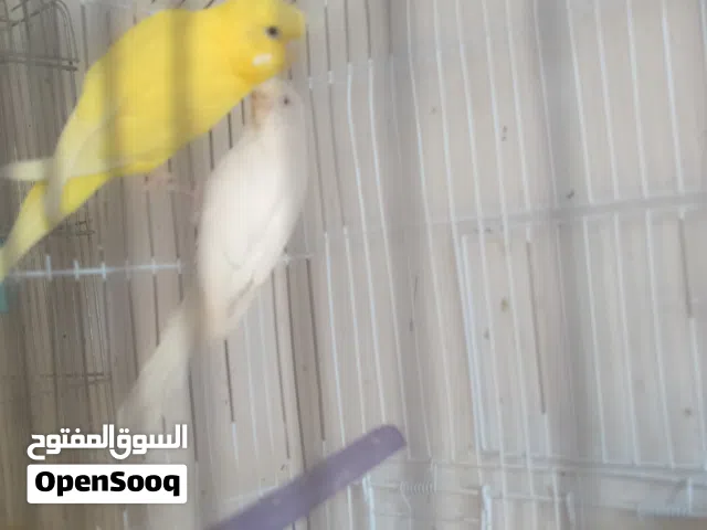 كوبية با قلينو با القفص