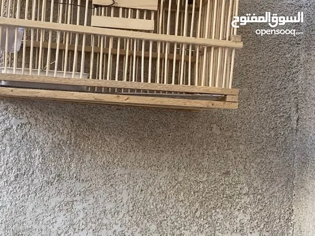 بلابل للبيع