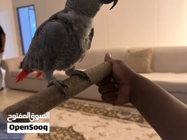 African Grey and Green Parrot