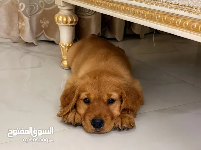 جولدن ريتريفر بيور اناث وذكور.