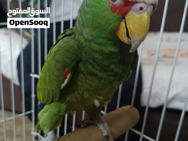 فرصة لأصحاب الذوق الرفيع والمقتنيات النادرة.. تحفة طائرة تبحث عن مالكها الجديد