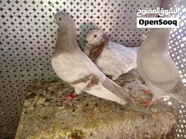 جواز حمام بالصلاه عالنبي كلو شغال كفالة البيع بالجوز. والكوم سعر ثاني