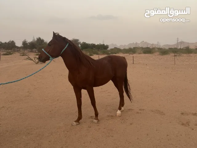 خيل فحل ..
