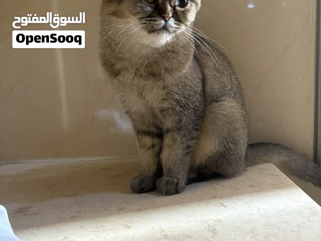 برتش نثية هادية جداً