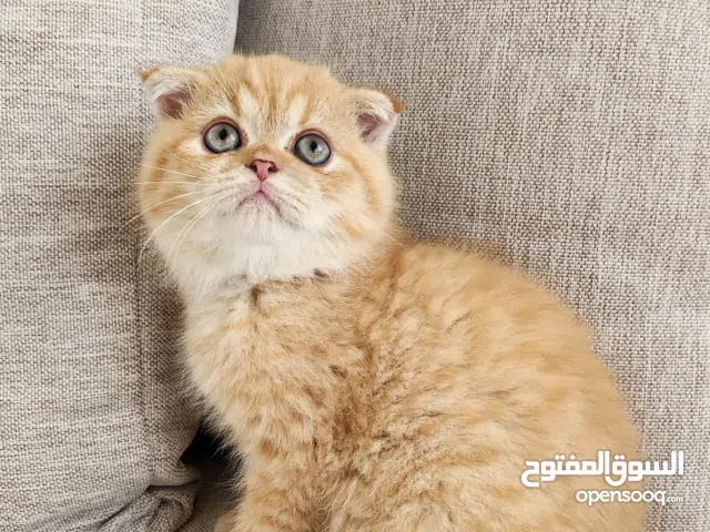 Kitten Scottish Fold British short-hair 3 months old litter-trained true breed