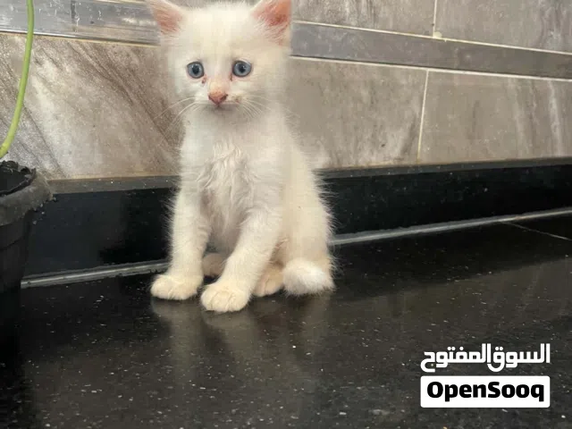 قط ذكر شيررازي