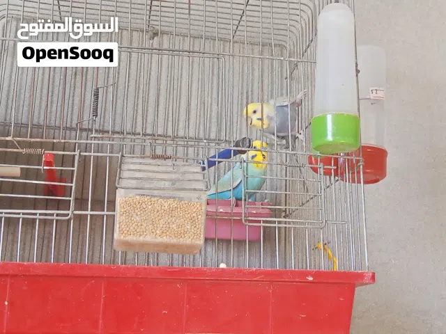 زوز كوبيات عز مني يكسب وحدة رينبو تحتحا زوز فروخ لون وحجم ونضافة وحدة بلاك فيس كما موضح في الصور