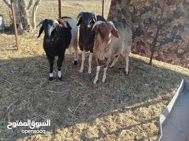 ثلاثة خرفان مشاءالله بظون مكمل