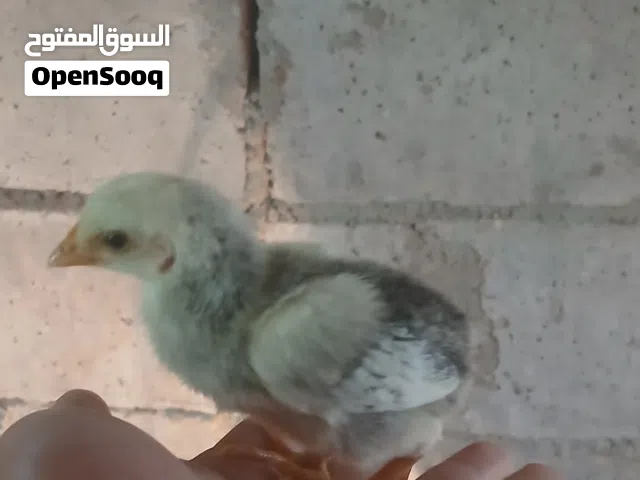 صوص بلدي صافي