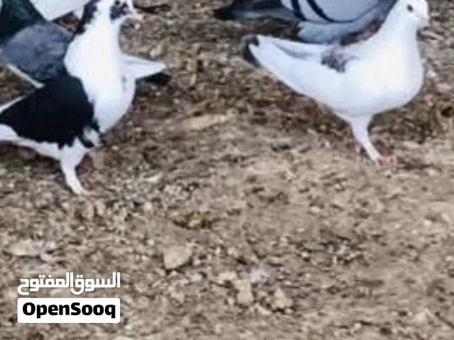حمام عربي للبيع