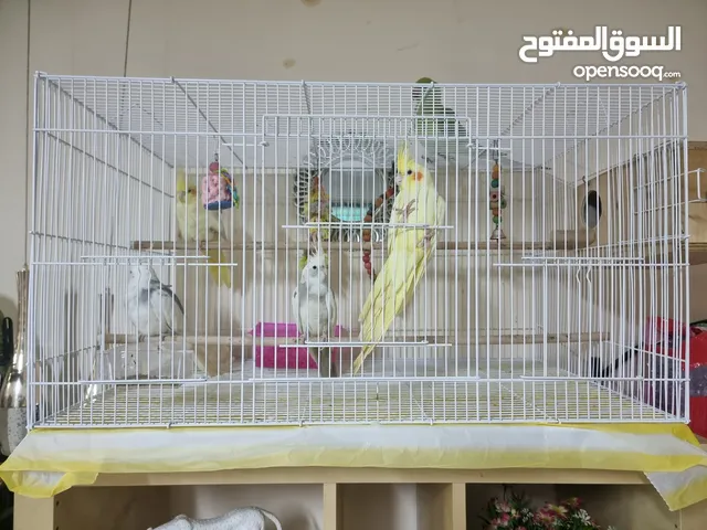 Birds cages and one bird stand in excellent condition for urgent sale n serious bueyrs