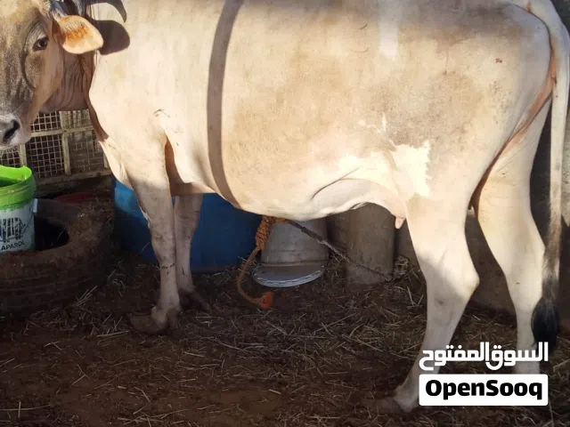 ابقار چيرسي عشار  الوصف مهم جدا