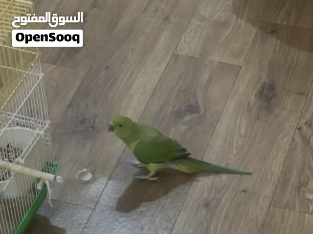 بغبغاء درة