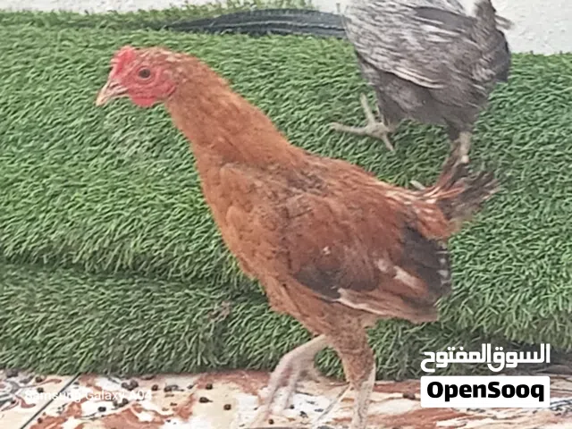 دجاجة وديك للبيع مستعجل للبيع بأسرع وقت