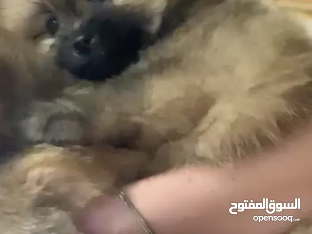 بومرينيان بيور تووب كالتي لون نادر للبيع