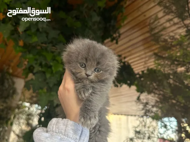 كيتن سكوتش فولد