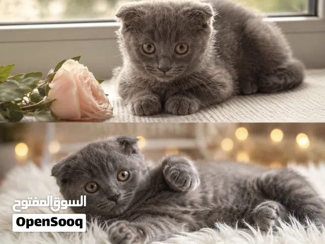 سكوتش فولد عمره 3 اشهر مطعم للبيع او للبدل