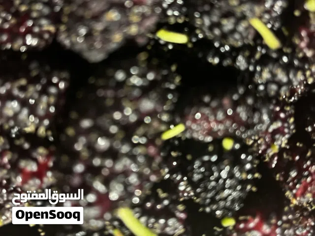 توت للبيع لا يوجد توصيل الكيلو ب دينار ونص