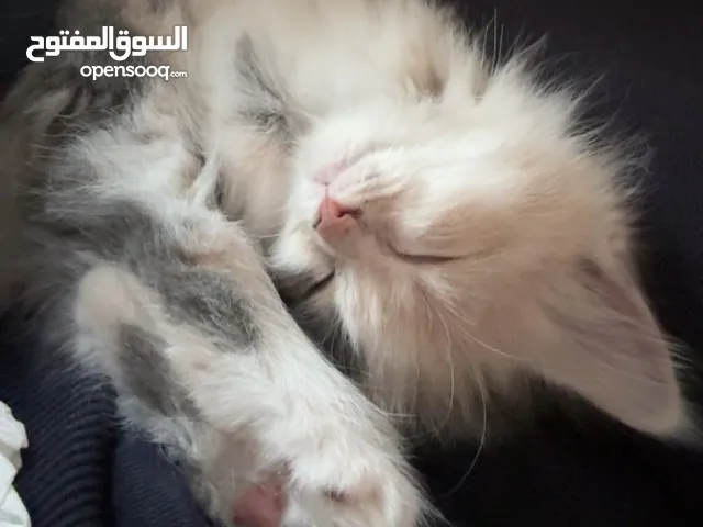 قطة صغيرة عمر شهرين لطيفة جدًا للبيع مع جميع اغراضها