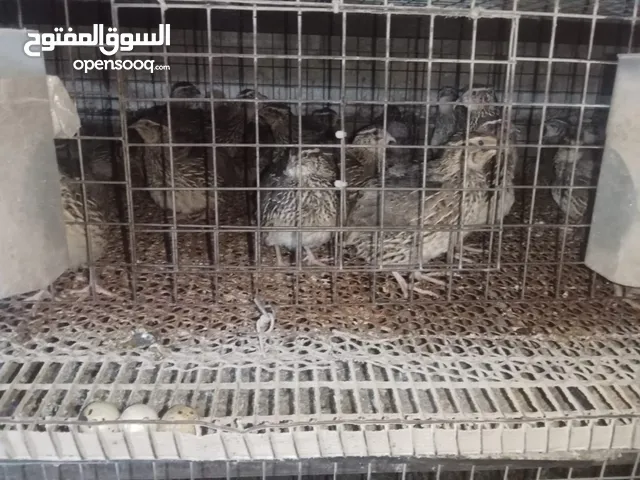 متاح فري بياض بسعر حرق حرق بسعر دينار الحبه الكمية محدودة تقربا 150حبه فقط لا يوجد