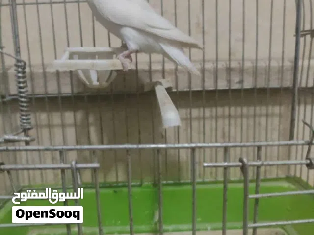زوز انتايات روز تبارك الرحمن