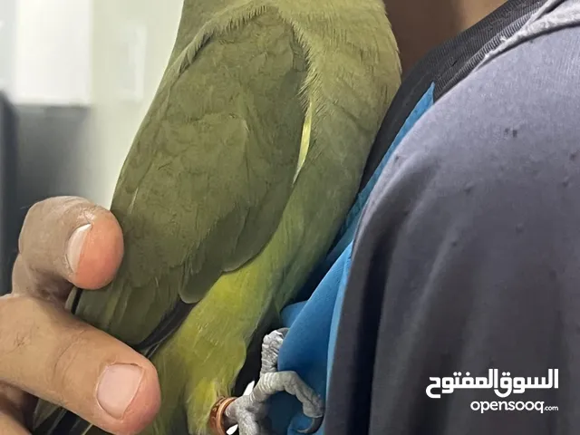 متوه parrot