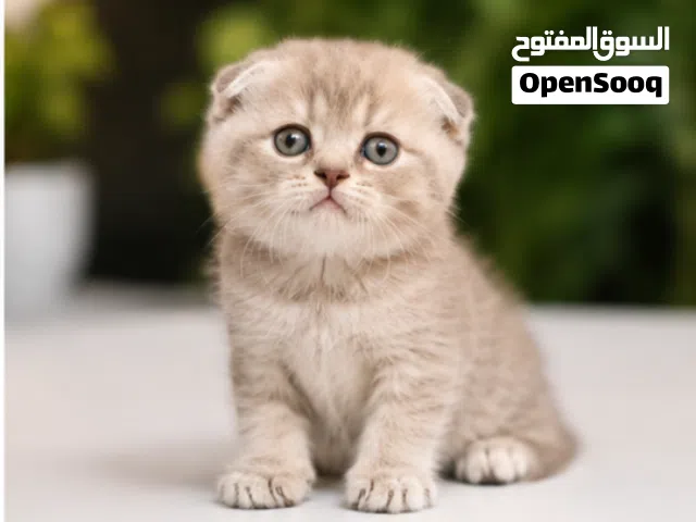 قطط اسكوتش فولد واستريت