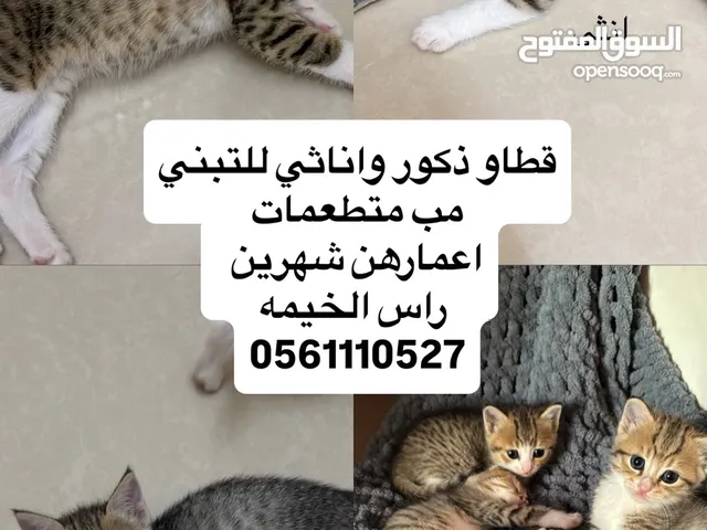 قطط للتبني