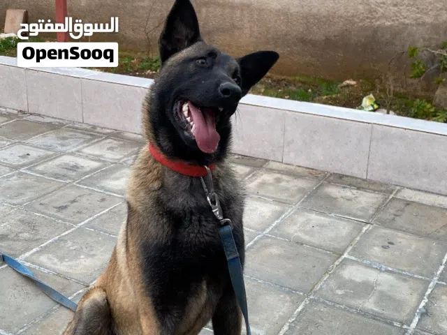 بلجم مالينو