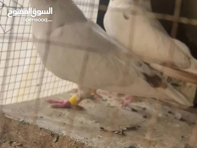 جواز للبيع