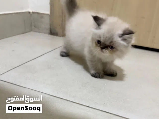 قطط كيتين .. همالايا  شوكلت بنت و اورنج ولد .. عمر55 يوم Himalayan kittens age 55 days