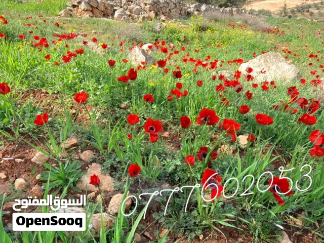 Farm Land for Sale in Jerash Dahl