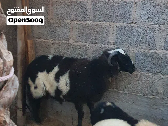السلام عليكم خروف ماشاء الله ماكلته شعير. وقضب. ...خروف مد. وعلو. طرابلس الفرناج وشكر