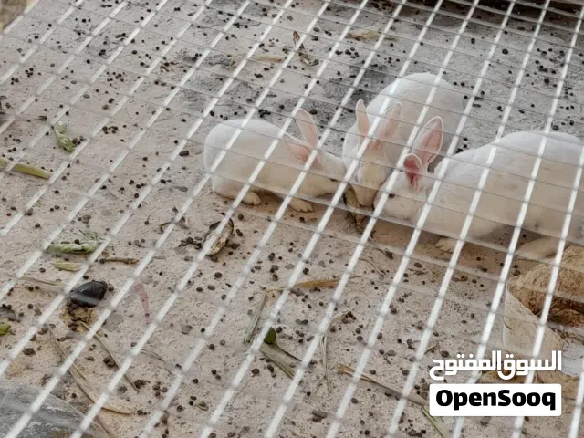 أرانب وسط و صغير