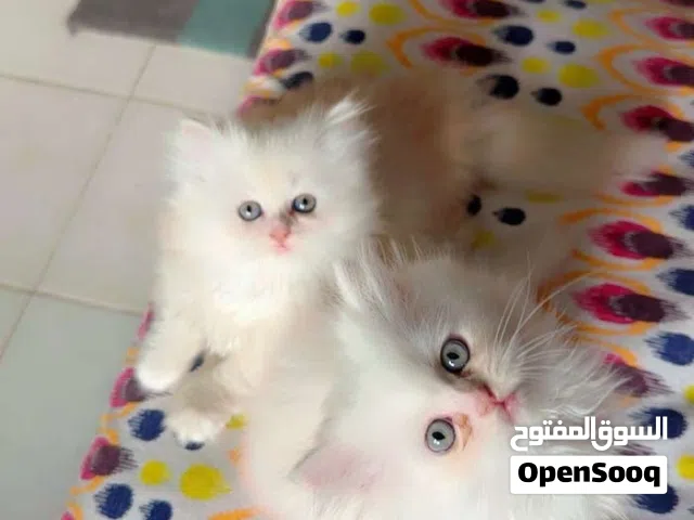 Turkish angora